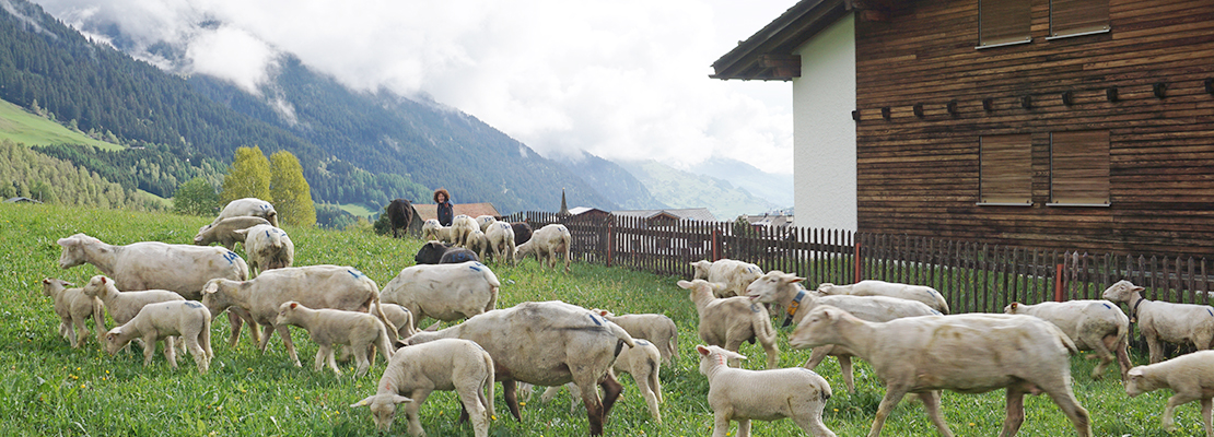 Die Herkunft der Wolle von Zizzz: Schweizer Schäfe auf einer Wiese in der Schweiz