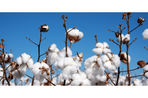 cotton field