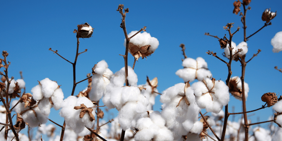 cotton field