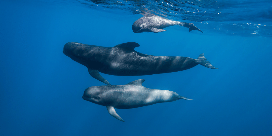 whales