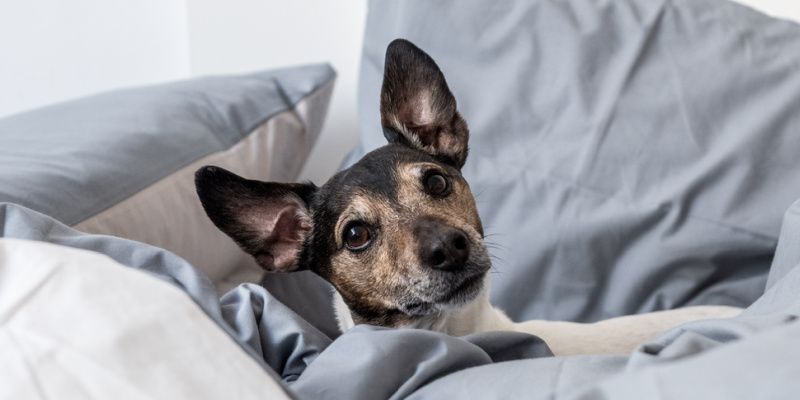 Is sleeping with your dog in bed a good idea? 