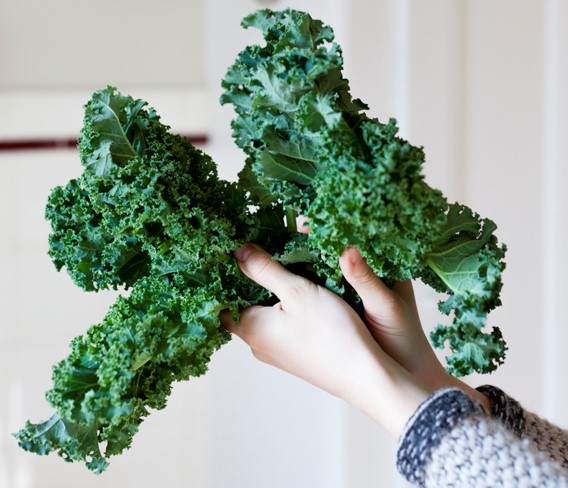 Image of hands holding kale